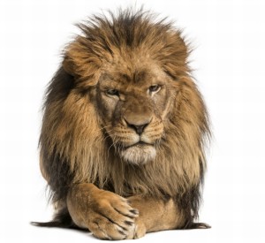 Lion stands firm as Saputo offer closes.